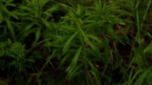 Первый выезд за молодыми сосновыми шишками, май 2020