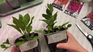 Петуния ТАЙДАЛ. Первая стрижка!