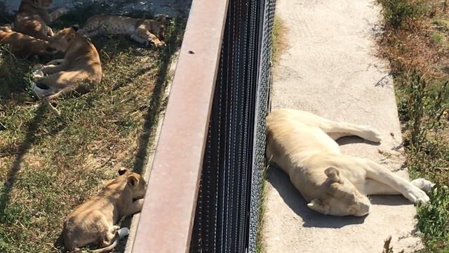 Джуна и малыши! Тайган Lioness Djuna and her kids. Taigan.Crimea смотреть онлайн
