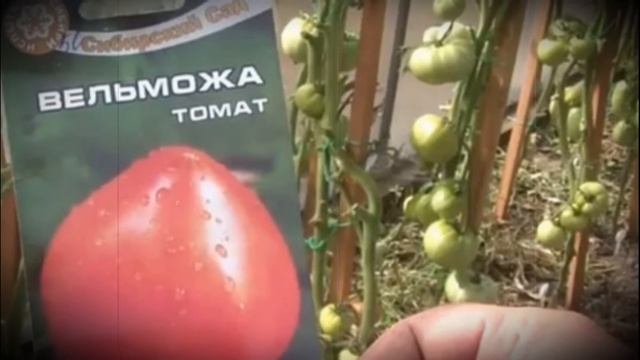 Томат крупноплодного урожайного сорта Вельможа