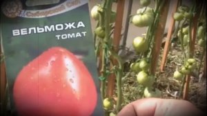 Томат крупноплодного урожайного сорта Вельможа