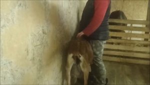 УКОЛЫ КОЗАМ / УКОЛ ПУГЛИВОЙ КОЗЕ / е-селен