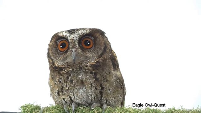 Just a Scops Owl staring around フクロウ ワシミミズク сова сыч филин 雕鸮 猫头鹰 올빼미목 Burung Hantu