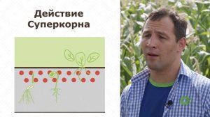 Гербицидная защита кукурузы. Суперкорн.
