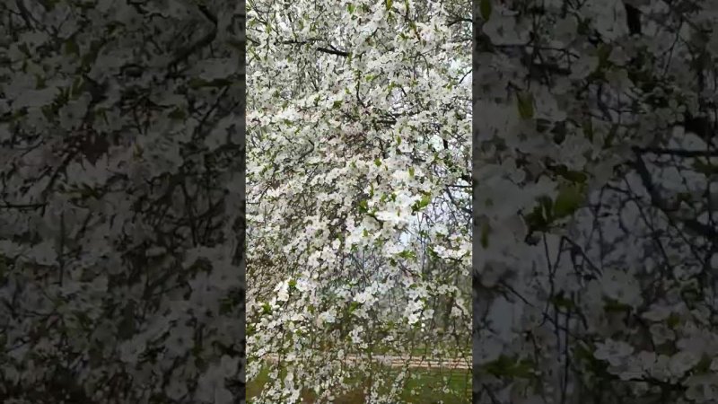 Шикарное цветение алычи! Алыча на даче. Сад.