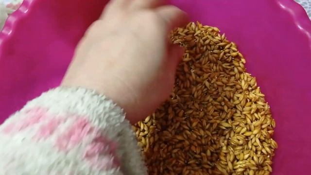Гидропонный корм.Проращиваем зерно дома.Витамины для кур