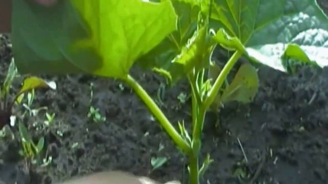 видео курс "Всегда с огурцами" Формирование побега партенокарпических огурцов. Этап 1 - ослепление. смотреть онлайн