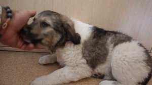 Котята и кошка- как подружить  со щенком? Первый контакт!