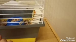 Всё что нужно в клетке крысы! Видео для новичков!