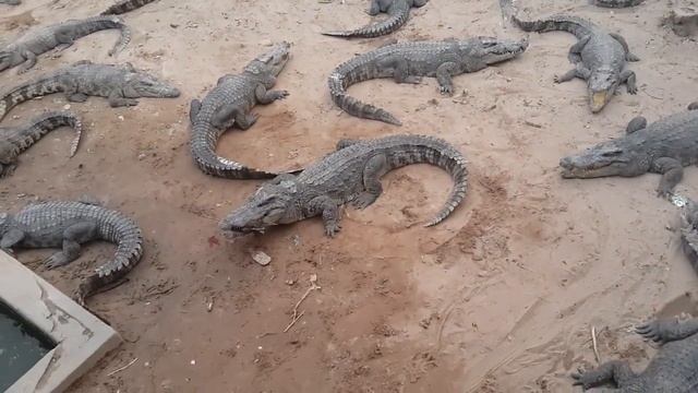 Кормление крокодилов уткой на крокодильей ферме
