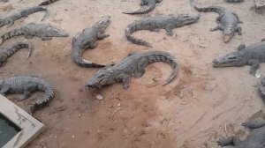 Кормление крокодилов уткой на крокодильей ферме