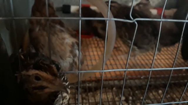 ПЕРЕПЁЛКИ СЕЛАДОН И ФАРАОН..ОБЗОР МОЕГО ХОЗЯЙСТВА смотреть онлайн