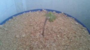 Виноград в бочке на балконе Пришла весна!!! ч.3