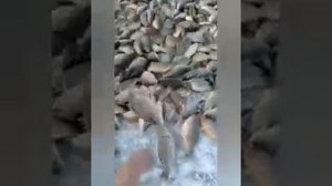 Мунха подледная Рыбалка. Карась 2020