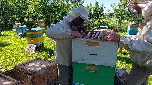 Пчеловодство № 102 Развитие семей по безроевому методу.