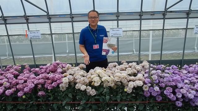 リシアンサス　札幌農場品種紹介