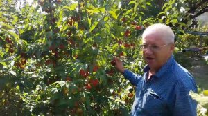Фундук Трапезунд.Николай Винтер мой гость.Часть вторая.Урожай на разных сортах.Кизил.Сентябрь 2022.
