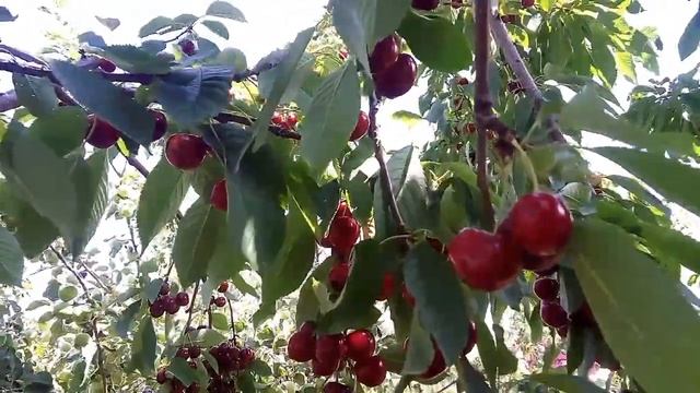 Как ПОВЫСИТЬ УРОЖАЙ Черешни