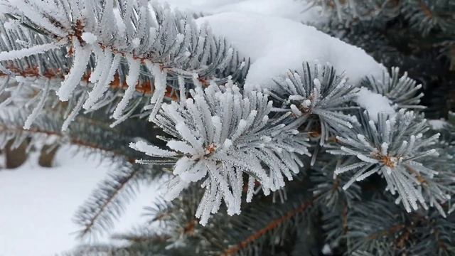 Красота зимнего леса | Winter in Russia