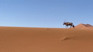 Sounds of African Animals - Bongo, Buffalo, Oryx, Peacock