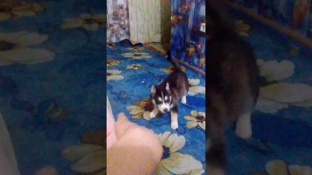 Щенок хаски 1 месяц??? смотреть онлайн