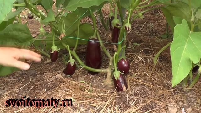 Пример эффекта прививки баклажана на томат смотреть онлайн