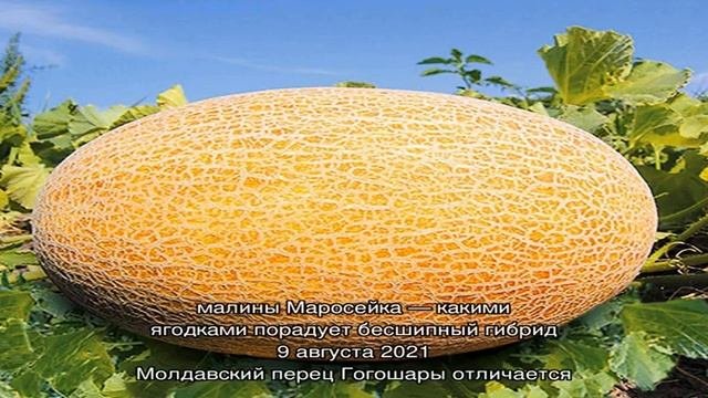 Выращивание ультраранней дыни Дакаро