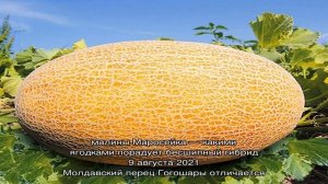 Выращивание ультраранней дыни Дакаро