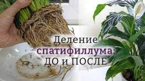 Спатифиллум молоденький: поделила, восстановила, увидела цветы ?
