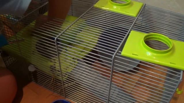 Как убирать у хомяков. Уборка клетки хомяка limpiar hámsters. Limpieza hámsters. Cleaning hamsters