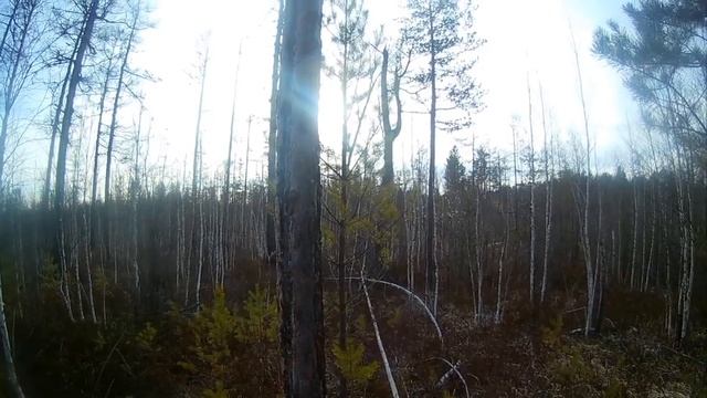 Охота на КОСУЛЮ приятные моменты 2017. смотреть онлайн