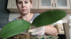 Посадка орхидеи в LECHUZA-PON?