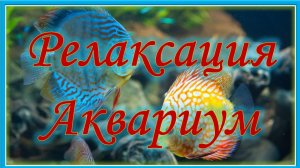 Радужная релаксация. Аквариум