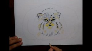 Как нарисовать манула