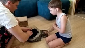 Выращиваю шампиньоны дома в коробке