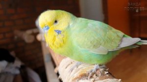 Волнистый попугай и корелла. Стоит ли селить в одной клетке? Мой опыт