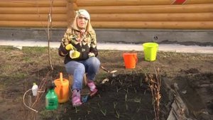 Лучки пучки. Серия 253. Уход за озимым чесноком весной.