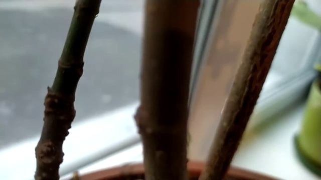 Неожиданный подарок от леса или ёлка суточная! смотреть онлайн