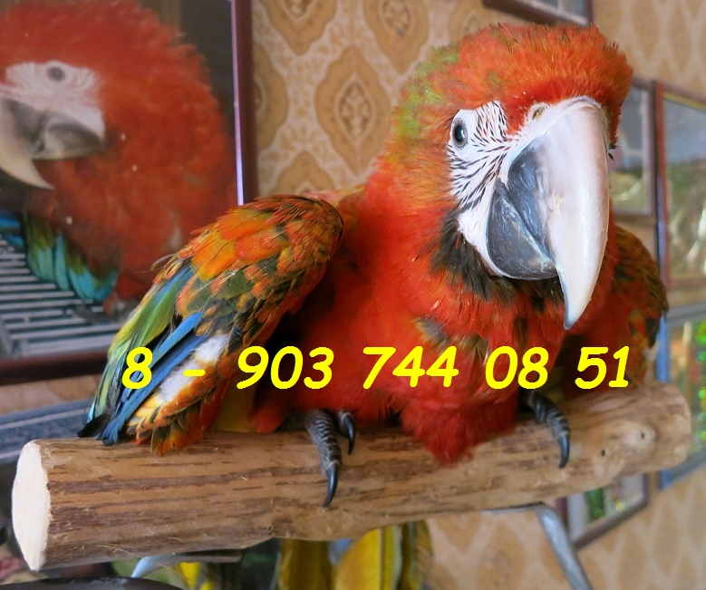 Попугай ара тропикана - ручные птенцы из питомника