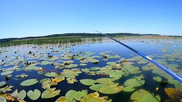 ЛОВЛЯ ДИКОГО КАРАСЯ,ЛИНЯ.В ЗАРОСЛЯХ КУВШИНКИ.РЫБАЛКА ДЛЯ ДУШИ. смотреть онлайн