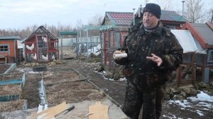 Древняя ловушка от паразитов у кур. Секреты старинного птицеводства.