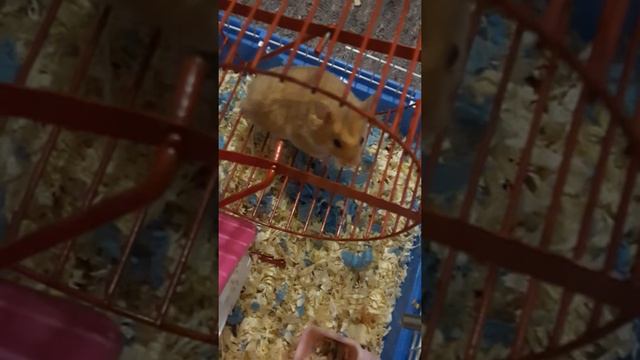 Клетка и колесо для хомяка. Наблюдаем за питомцем.