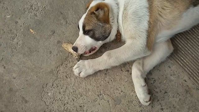 Алабай.САО по кличке Амур. Три месяца вес 15.5кг смотреть онлайн