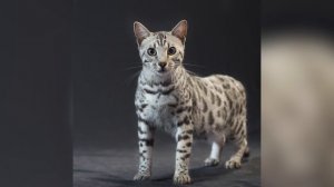 Бенгальская кошка: история происхождения породы