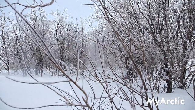 По просторам Ненецкого округа на снегоходах смотреть онлайн