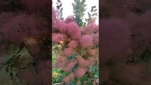 Скумпия кожевенная факты и теории?