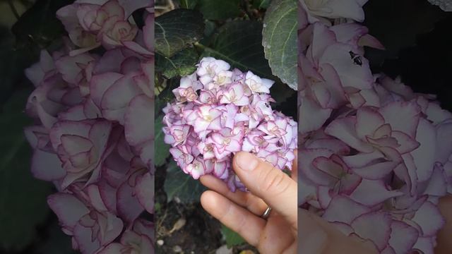 #гортензия#тенелюбивыеЦветы#тенистыйСад#ЦветыВИюле#синиеЦветы