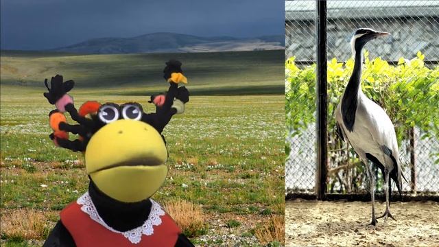 Журавль красавка смотреть онлайн