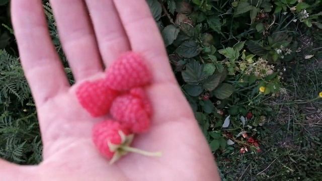 Ремонтантная малина Химбо Топ плюсы и минусы смотреть онлайн