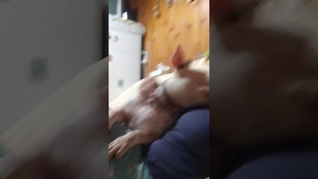 самая голодная звезда ютюба бультерьер Этуаль из Крыма смотреть онлайн